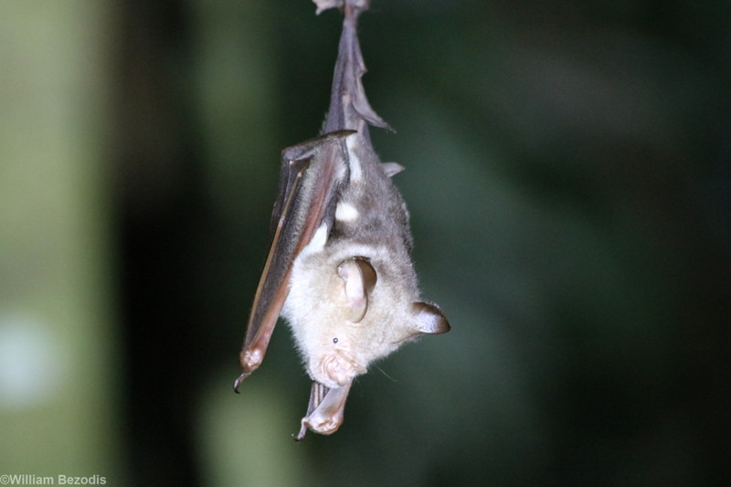 Diadem Roundleaf Bat