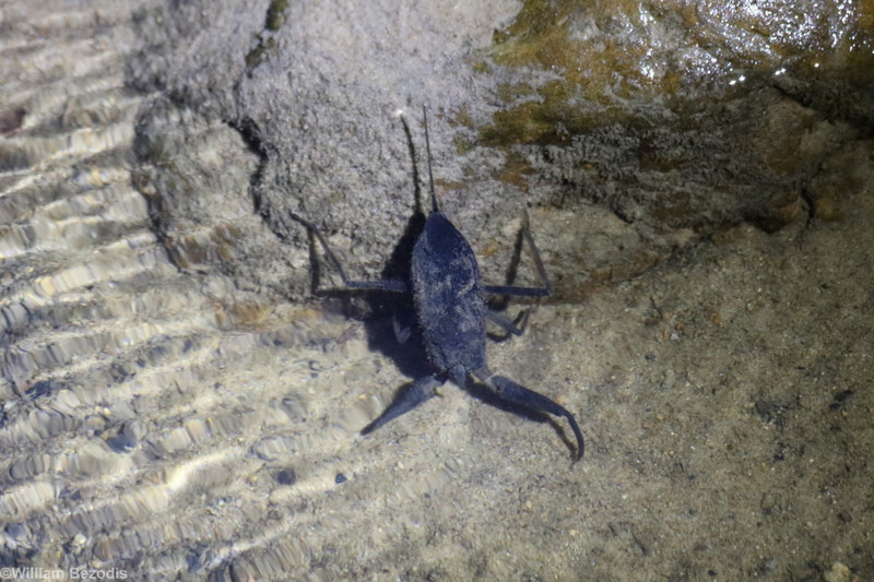 Water Scorpion