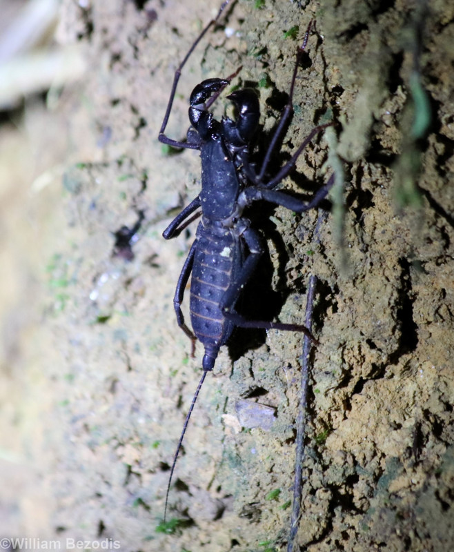 Whiptail Scorpion