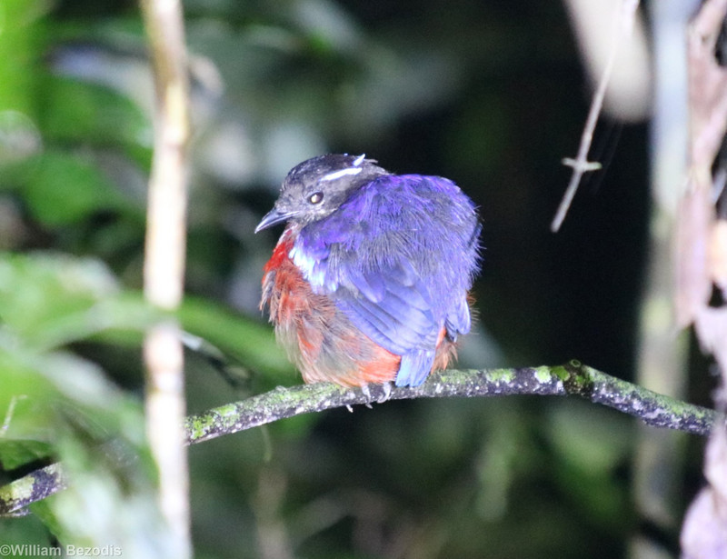 Black-crowned Pitta at Night Roost