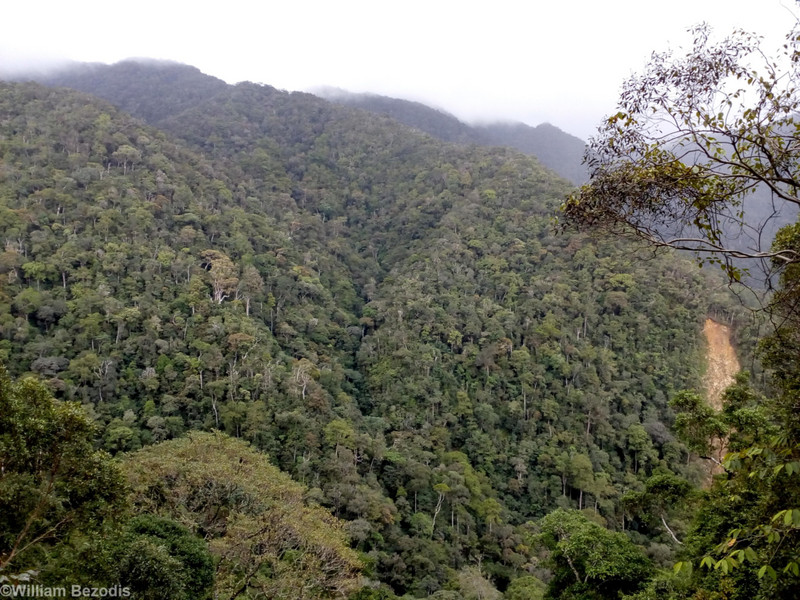Montane Forest