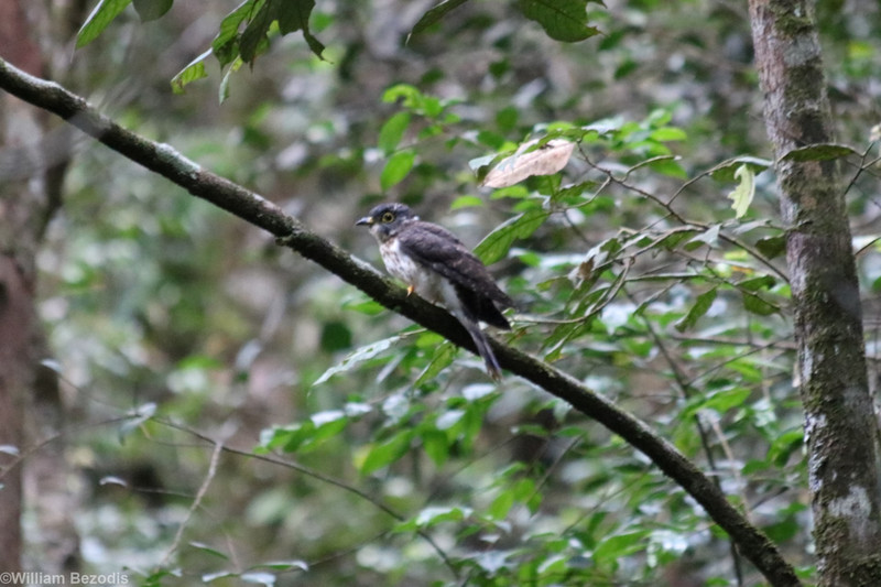 Dark Hawk-cuckoo