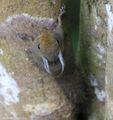 Whitehead's Pygmy Squirrel