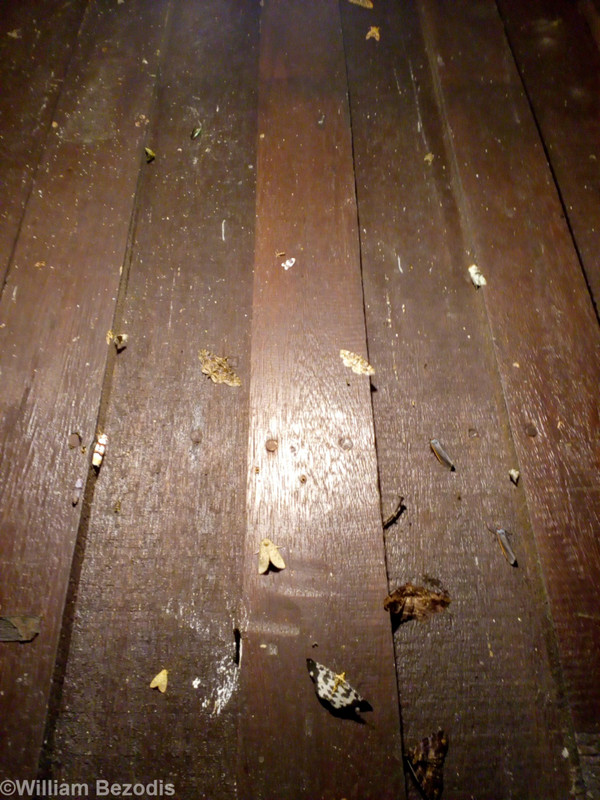 Incredible Moth Diversity Outside my Room