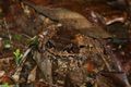 Megophrys kobayashii / Montane Horned Frog