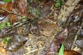 Megophrys kobayashii / Montane Horned Frog