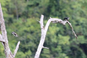 Bornean Falconet Being Mobbed by Woodshrikes
