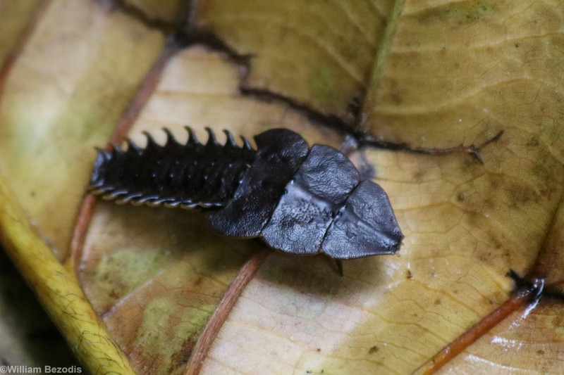 Trilobite Larva