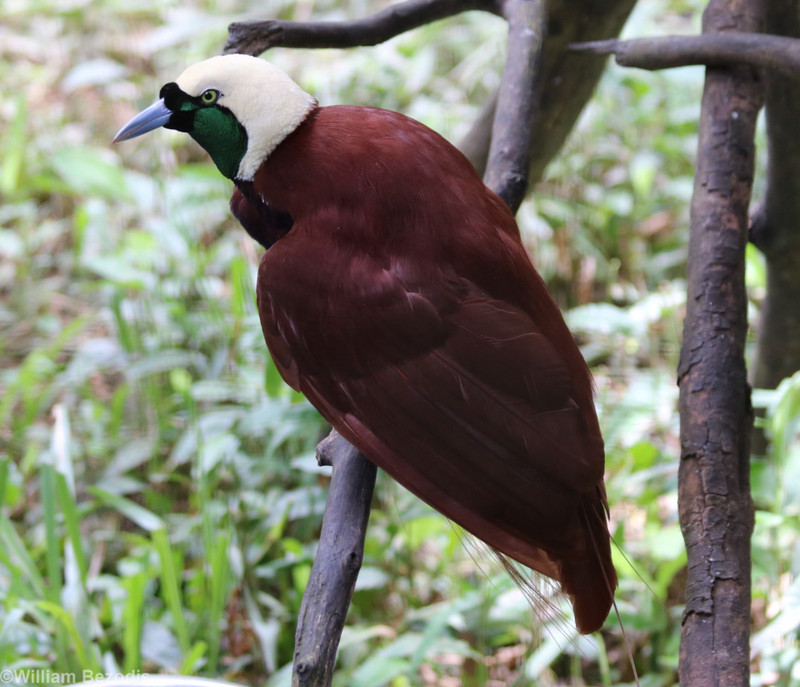 Male Greater Bird of Paradise