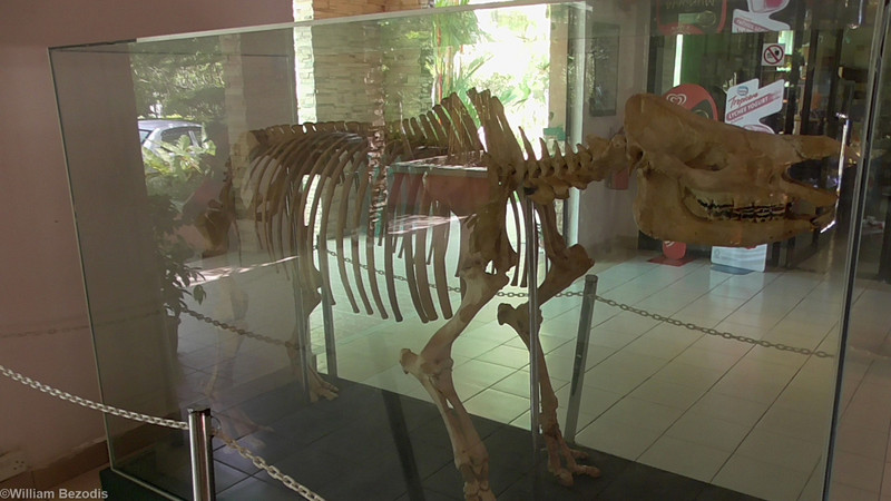 Sumatran Rhino Skeleton