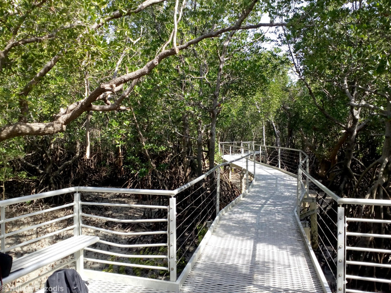Mangrove Walk