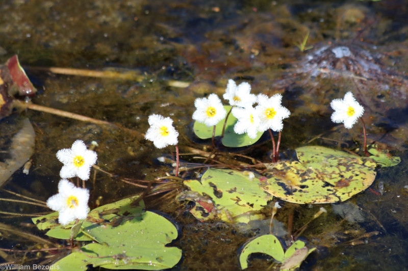 Cute Little Water Lillies