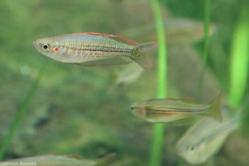 Exquisite Rainbowfish