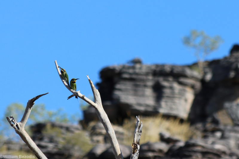Rainbow Bee-eaters and Escarpment