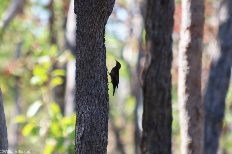 Black-tailed Treecreeper