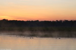 Pygmy Geese at Sunrise