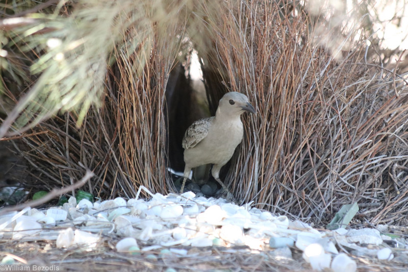 Great Bowerbird and Bower