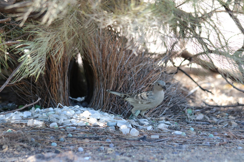 Great Bowerbird and Bower