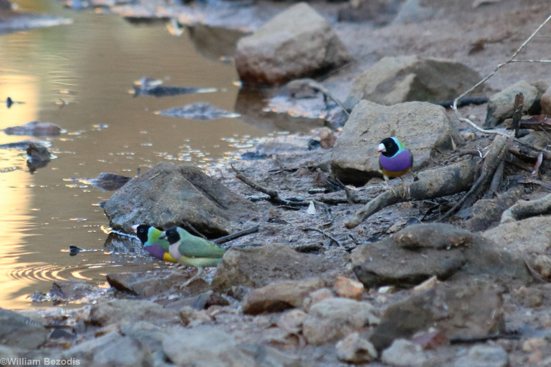 Gouldian Finch Group