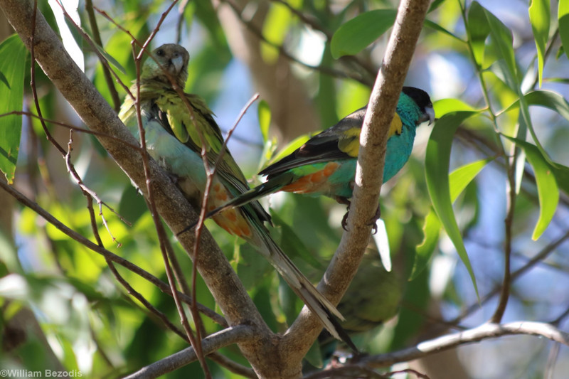 Hooded Parrot Pair
