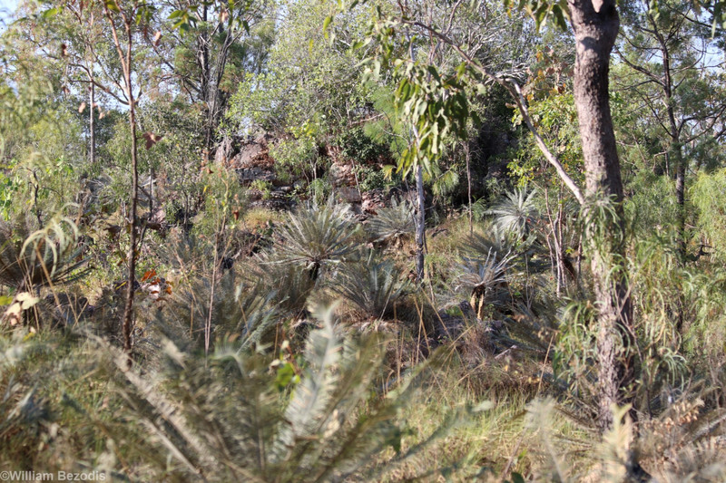 Forest with Cycas calcicola