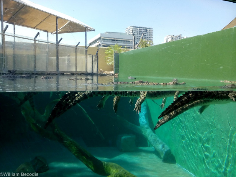 Swimming With Small Crocs Enclosures