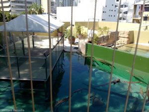 Swimming with Small Crocs Enclosure