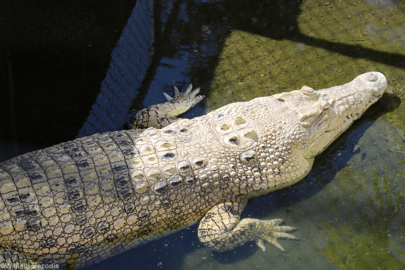 Leucistic Crocodile