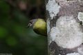 Pale-yellow Robin