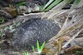 Short-beaked Echidna