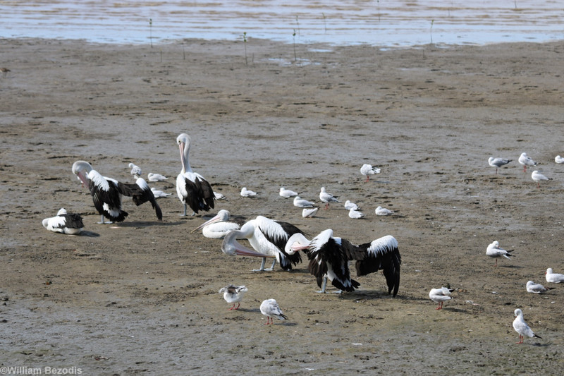 Pelicans and Gulls
