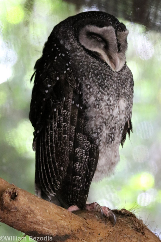 Lesser Sooty Owl