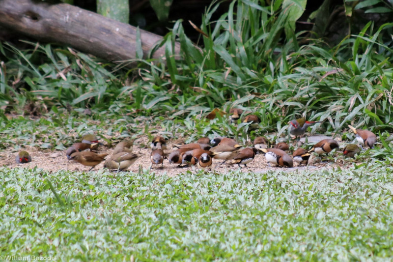 Chestnut-breasted Mannikins and Red-browed Finches