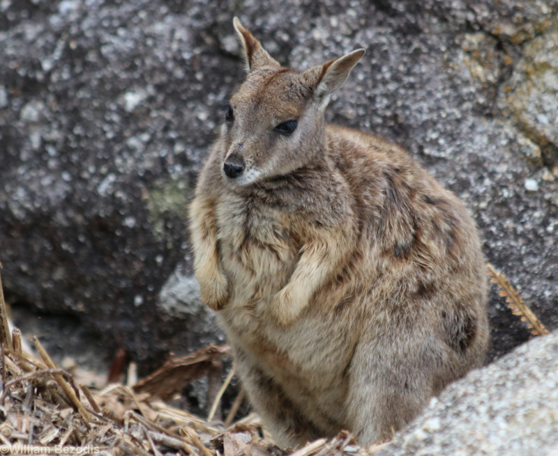 Mareeba Rock Wallaby