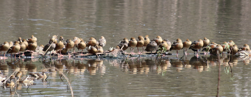 Whistling Ducks and Freckled Ducks