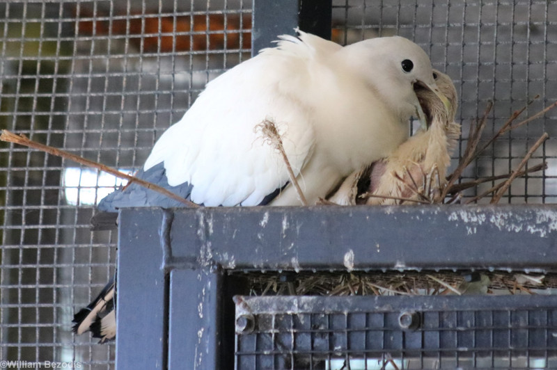Torresian Imperial Pigeon and Chick