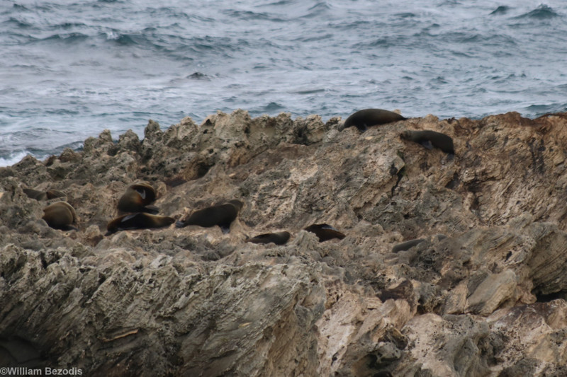 Fur Seal Colony