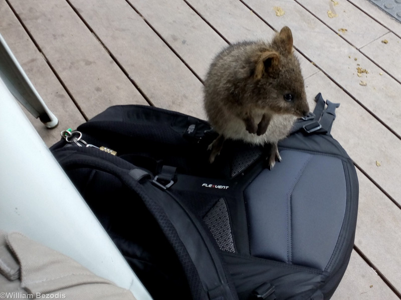 Friendly Quokka on my Backpack