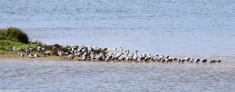 'Raft' of Banded Silts