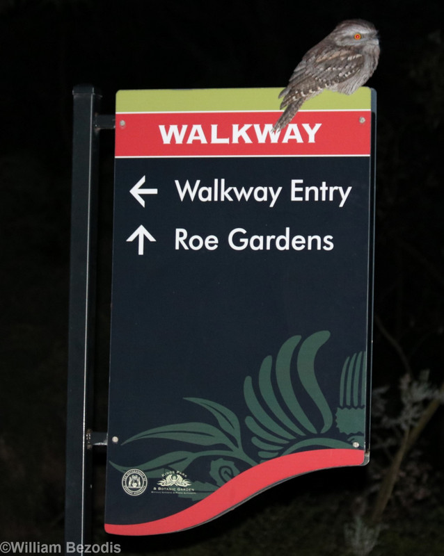 Tawny Frogmouth on Sign