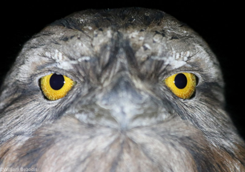 Tawny Frogmouth Closeup