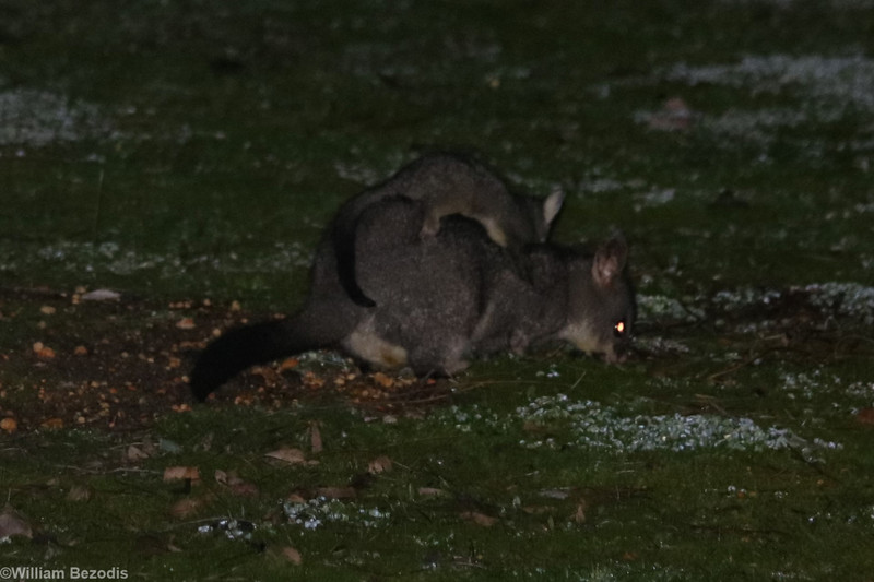 Common Brushtail Possum and Young