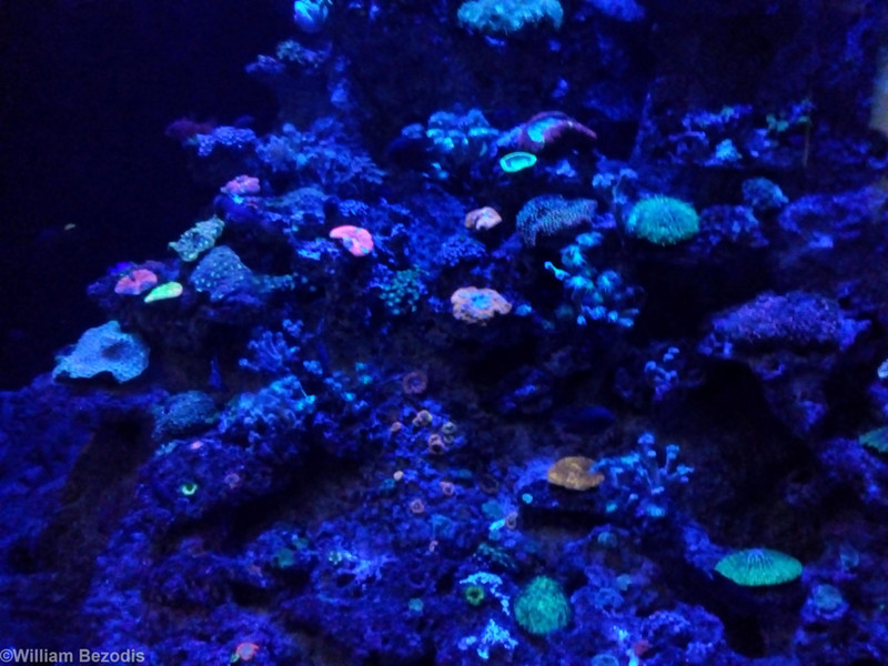 Glowing Corals