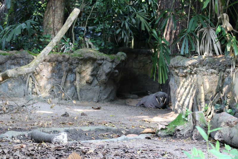 Small Babirusa Enclosure