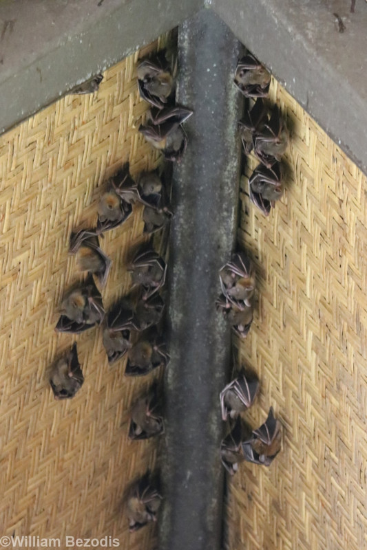 Wild Dog-faced Fruit-bat Roost