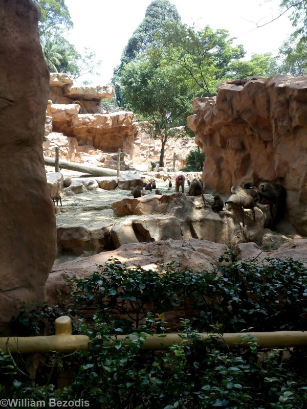 Baboon and Ibex Enclosure