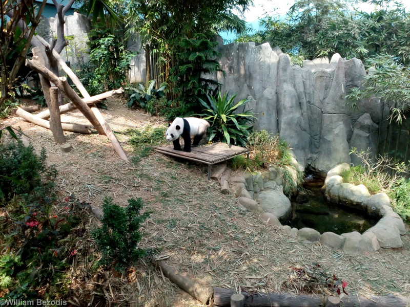 Giant Panda Enclosure