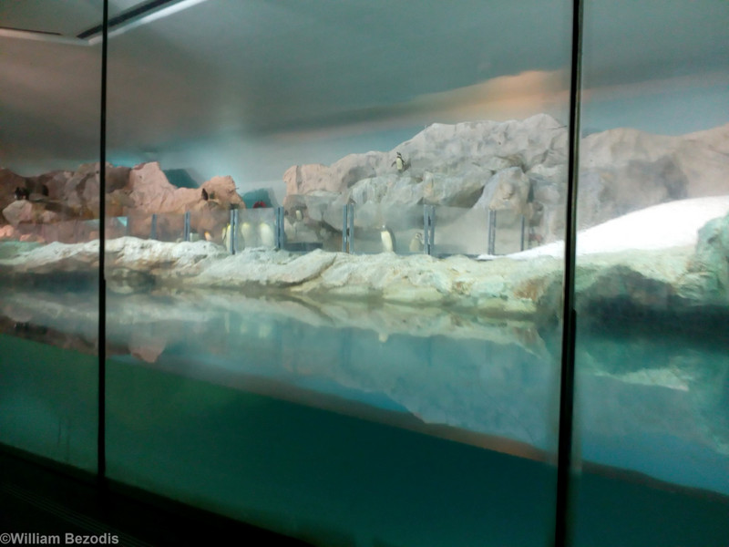 Indoor Penguin Enclosure