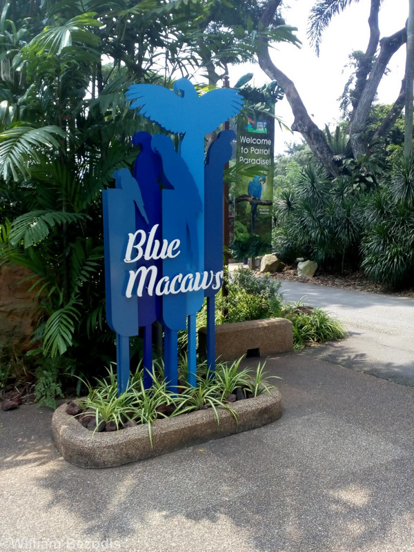 Blue Macaws Exhibit Sign