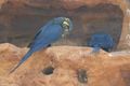 Lear's Macaws